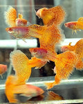 Albino yellow metal lace
